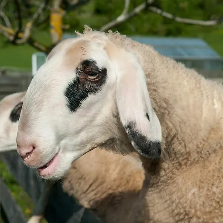 Biogasthaus Wanker بيت ضيافة 3*