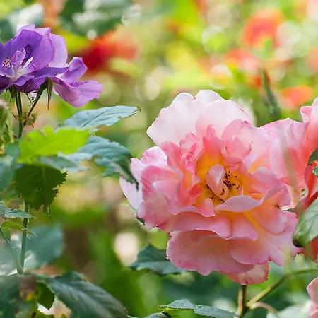 بيت ضيافة Biogasthaus Wanker 3*