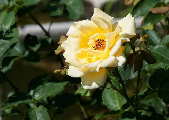 Biogasthaus Wanker Gasthof