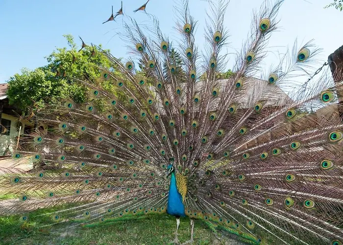 Biogasthaus Wanker Gasthof 3*